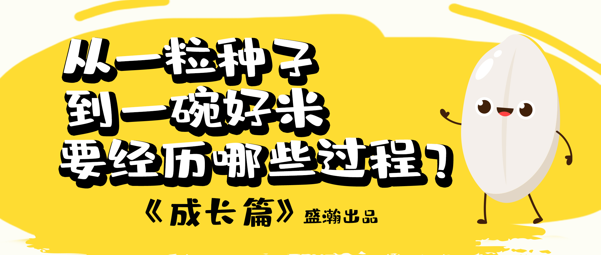 大米的一生-成長(zhǎng)篇 | 從一粒種子到一碗好米要經(jīng)歷哪些過(guò)程？